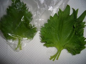 大葉の保存♪長持ちするヨ！