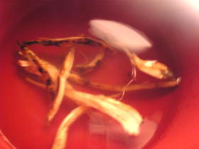 即席：松茸のお吸い物