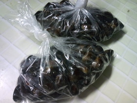 しじみを美味しく鍛える方法