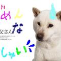 写真