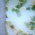お手製☆もっちり♪黒ゴマ豆腐