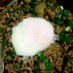 *挽き肉となすとにらで甘辛温玉丼*