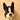ducy