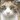 かず猫