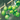 olivemilk