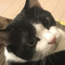 こはくにゃんこ