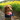 wanwandog