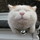 あんじぇらす