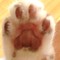 おぐにゃんこ