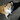 柴犬みかん