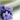 satokodx