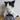 ♪まおねこ♪