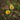 vicia-faba