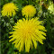 taraxacum