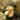 tomofuji