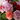 capricieuse