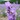 lavandula0629