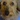 レオン犬