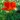 inp