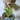 chiharu_swan
