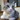 オレンジ猫さん
