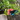 このぴょん